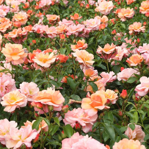 Diskreten vonj vrtnice - Roza - Aprikola® - 